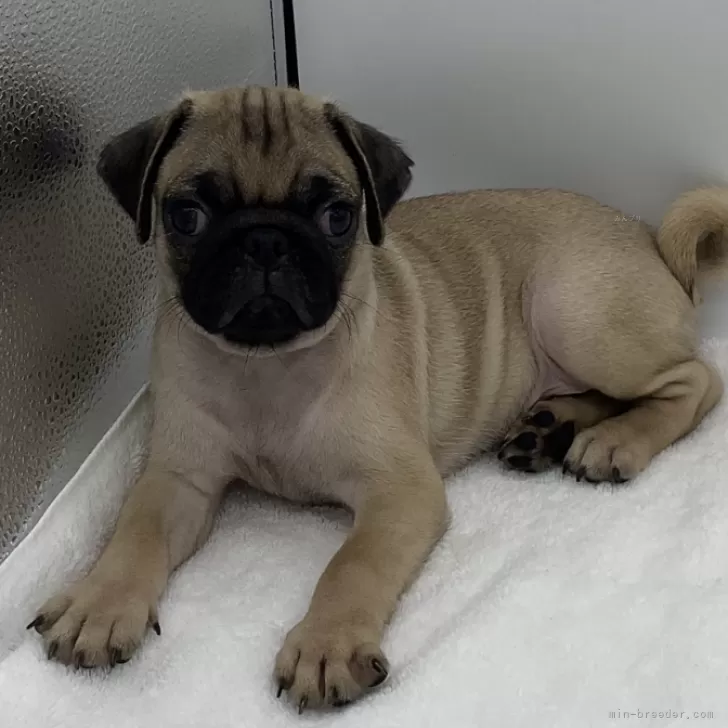 ID：2409-04988の子犬