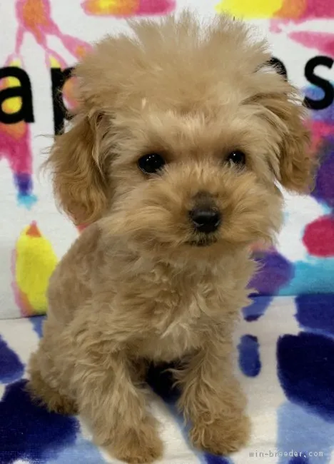 ID:1812-01312の子犬