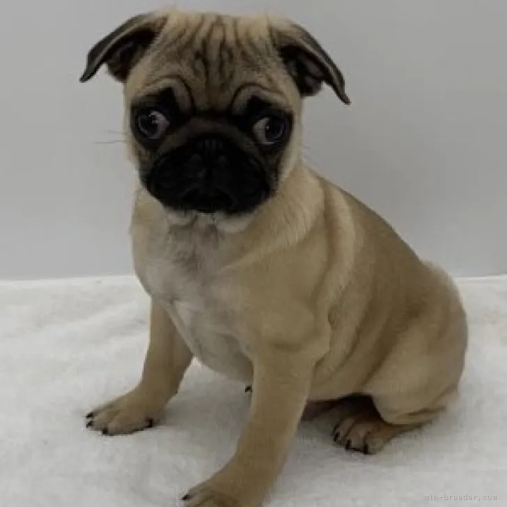 ID：2301-02324の子犬