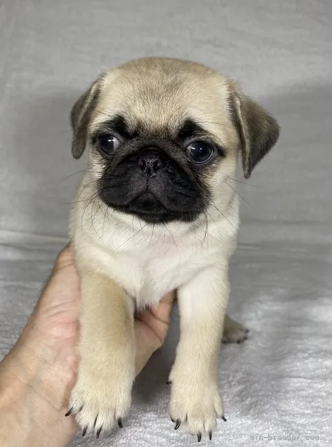 ID：2108-00734の子犬