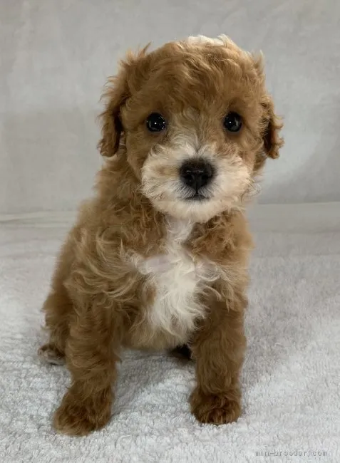 ID：2102-03059の子犬