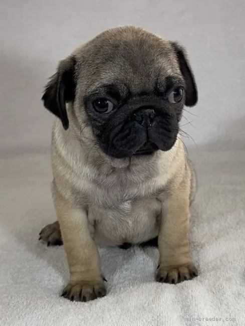 ID:2201-04059の子犬