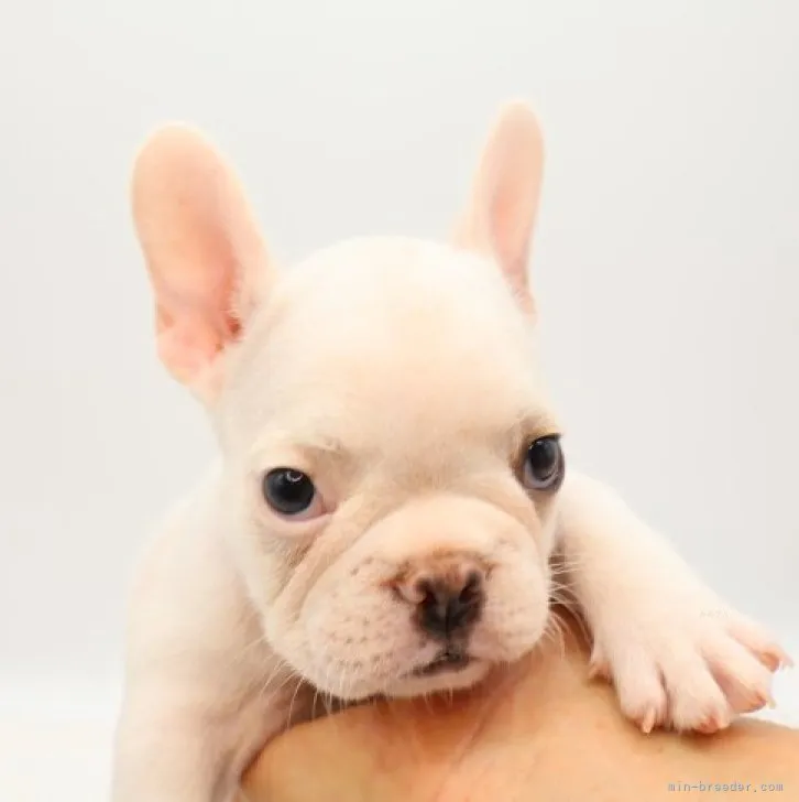 ID:2309-06429の子犬