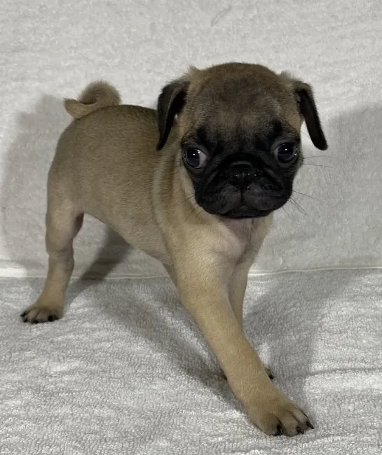 ID：2108-01244の子犬