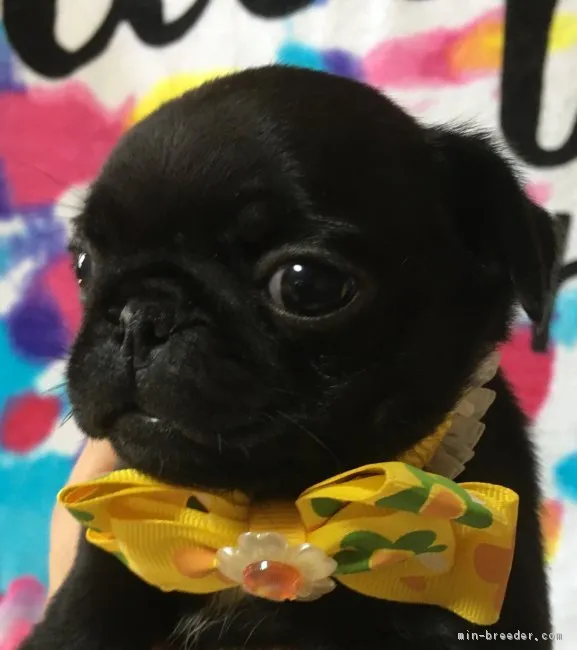 ID：1807-01302の子犬