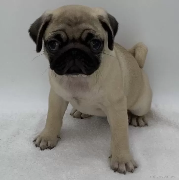 ID:2406-06766の子犬