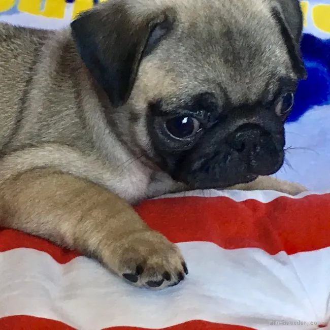 ID：1906-01192の子犬