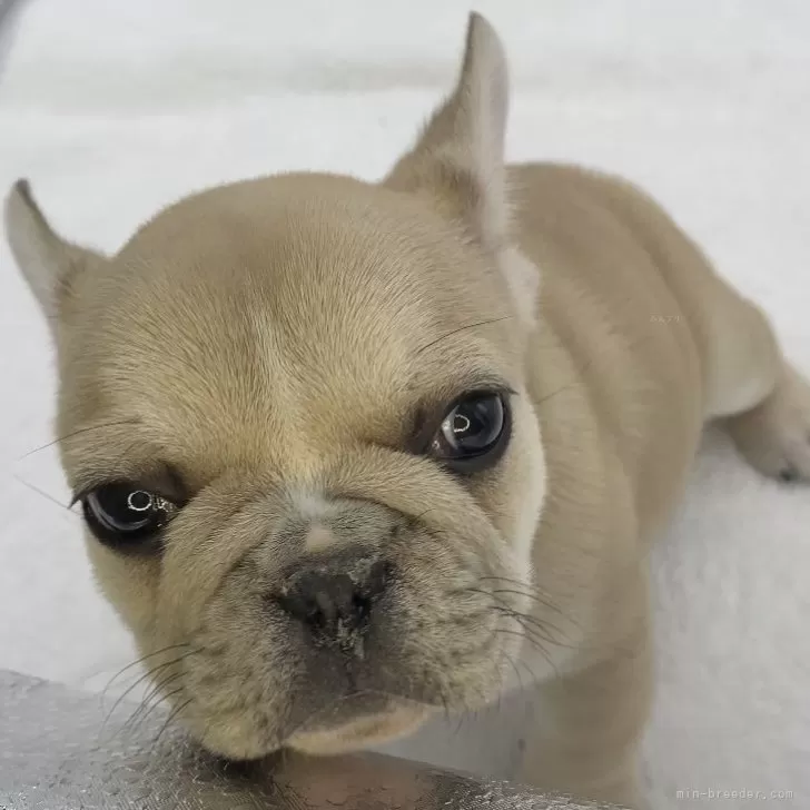 ID：2401-03713の子犬