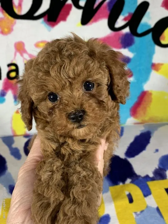 ID:2002-01451の子犬