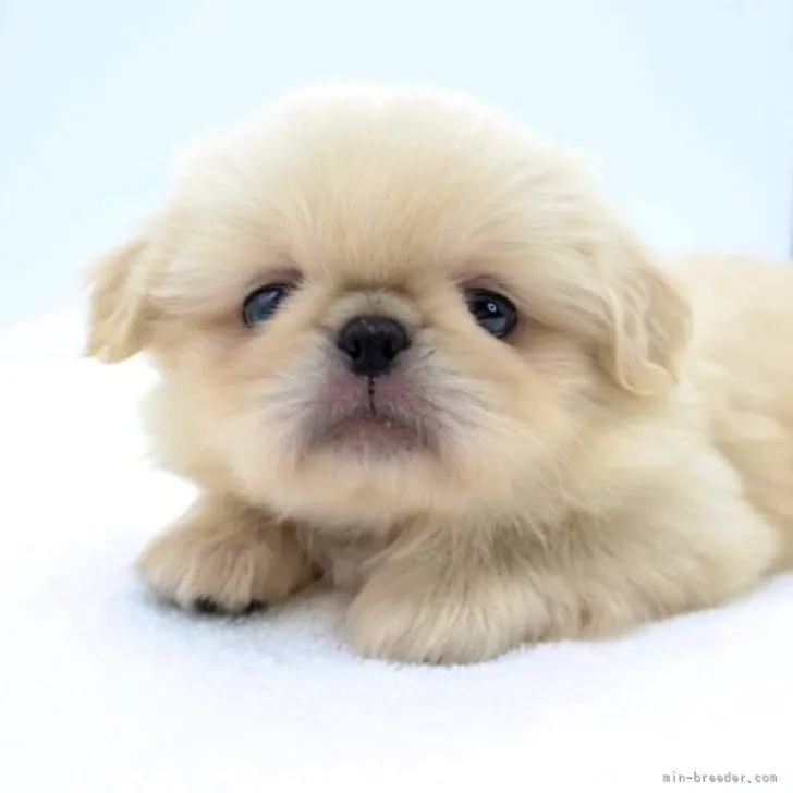 ID:2308-01820の子犬