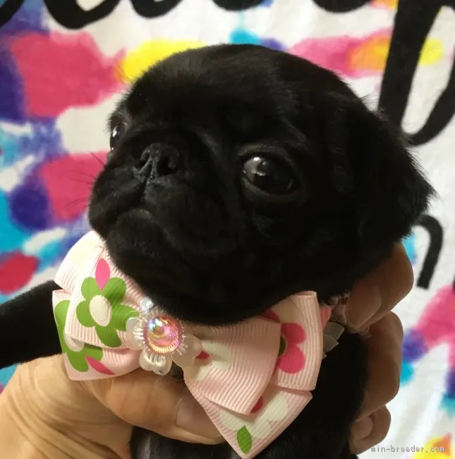 ID：1807-01304の子犬