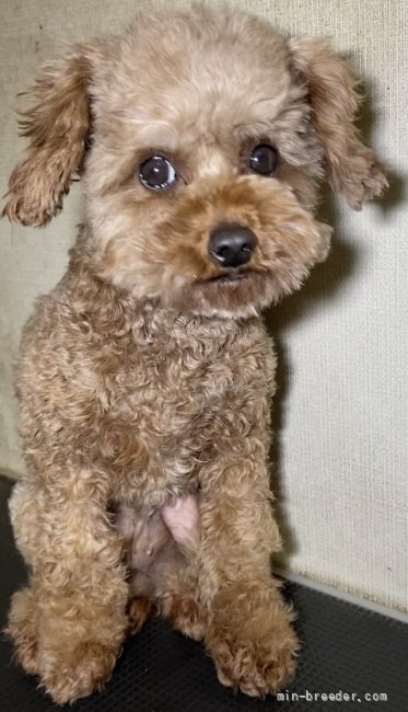 タイニープードル【・女の子・2018年11月28日・レッド】