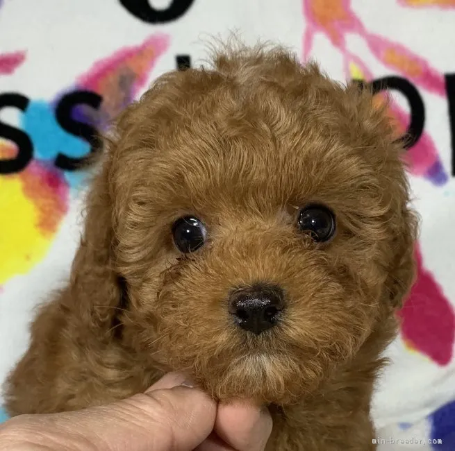 ID:2001-03139の子犬