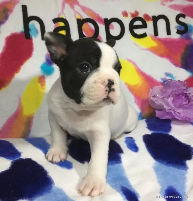 ID：1812-02081の子犬