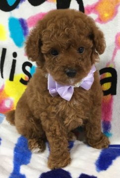 トイプードル(タイニー)【静岡県・男の子・2018年8月12日・レッド】の写真「ワンポイントが可愛い男の子です😄🐾」
