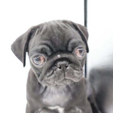 パグ【静岡県・女の子・2023年8月21日・ブラック】の写真「とってもかわいいですよ💕」