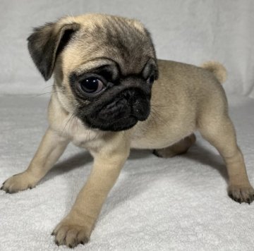 パグ【静岡県・女の子・2021年2月18日・フォーン】の写真「とっても可愛い〜女の子です💞」