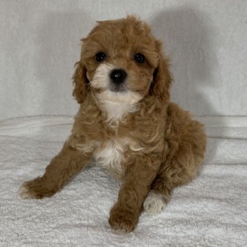 トイプードル(タイニー)【静岡県・女の子・2020年12月27日・アプリコット】の写真「とっても可愛い女の子です💕」