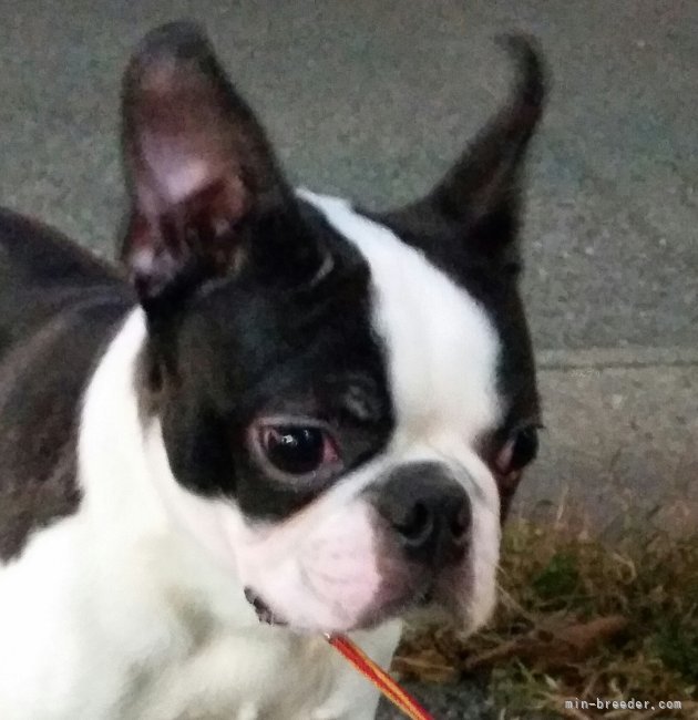 石塚　由紀(いしつか　ゆき)ブリーダー(茨城県・ボストンテリアなど・JKC登録)の紹介写真5