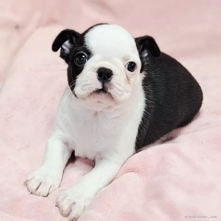 ID：2509-01952の子犬