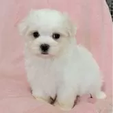 マルチーズ
