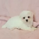 マルチーズ
