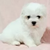 マルチーズ