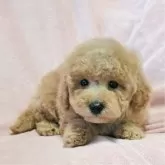 トイプードル(トイ)