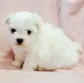 マルチーズ