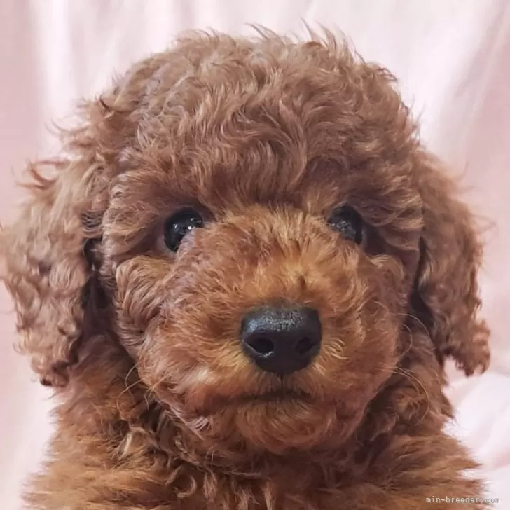 ID：2408-04196の子犬