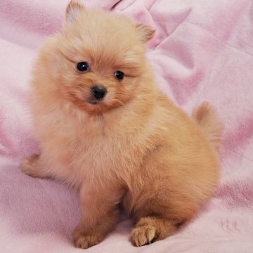 ポメラニアン【茨城県・女の子・2024年1月11日・オレンジ】の写真「優しい色の可愛いこ🥰」