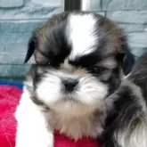 シーズー【茨城県・男の子・2025年10月8日・ホワイト&ゴールド】の写真11