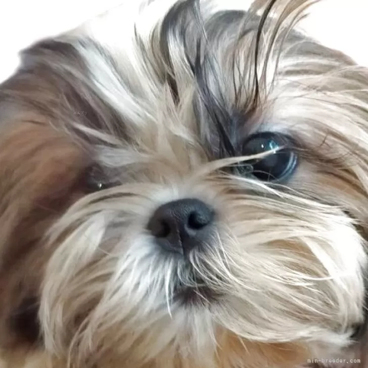 シーズー【茨城県・男の子・2025年4月26日・ホワイト&ゴールド】の写真1「優しいお顔の美少年」