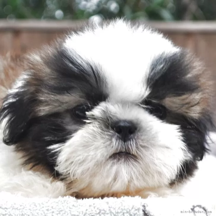 ID：2504-05079の子犬
