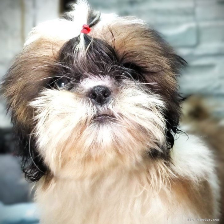 ブリーダー画像