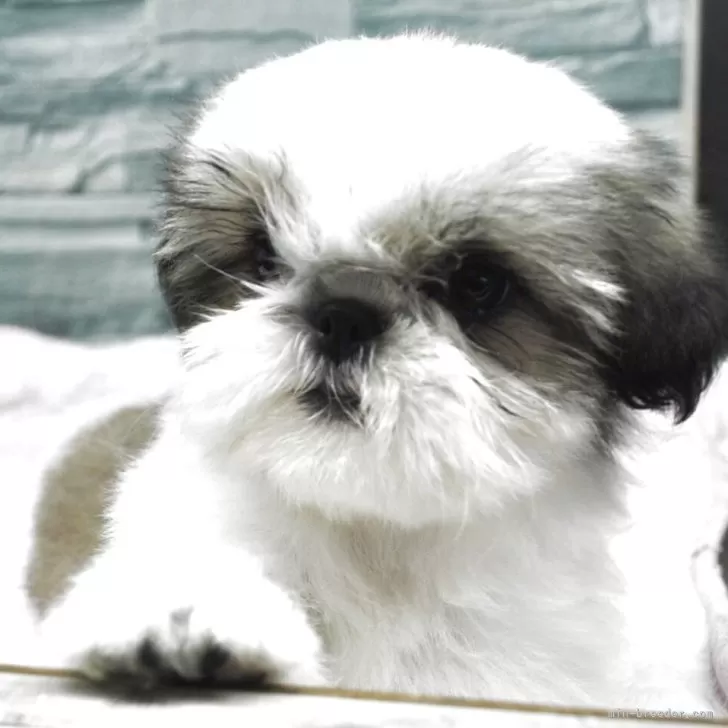 ID：2504-03860の子犬