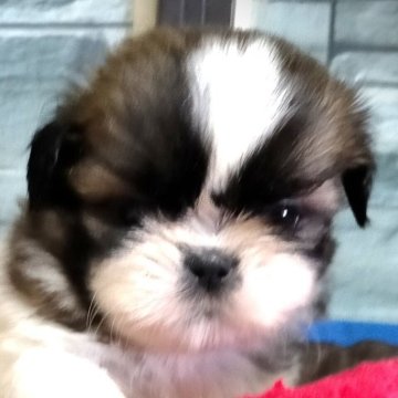 シーズー【茨城県・男の子・2025年10月8日・ホワイト&ゴールド】の写真「可愛いお顔立ちの甘えん坊さんです(*^-^*)」