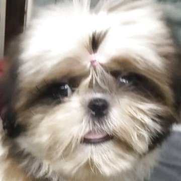 シーズー【茨城県・女の子・2025年4月5日・ホワイト&ゴールド】の写真「優しいお顔の美少女」
