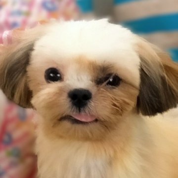 シーズー【茨城県・男の子・2025年1月22日・ホワイト&ゴールド】の写真「可愛いお顔の小柄な体形の美少年です」