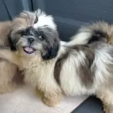 シーズー