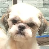 シーズー