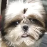 シーズー