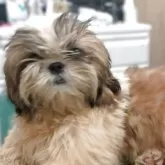 シーズー【茨城県・男の子・2025年4月26日・ホワイト&ゴールド】の写真5「健康優良児でちゅ☆彡」