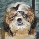 シーズー【茨城県・男の子・2025年4月26日・ホワイト&ゴールド】の写真2