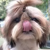 シーズー【茨城県・男の子・2025年4月5日・ホワイト&ゴールド】の写真3