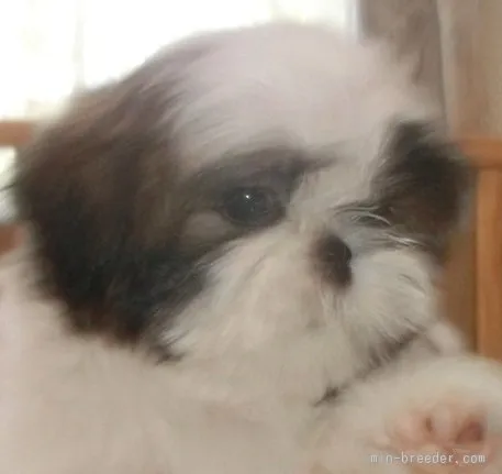 ID：1601-01103の子犬