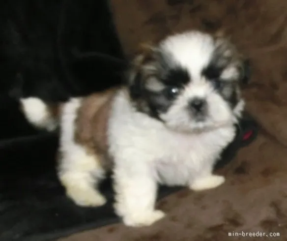 ID:1512-00436の子犬