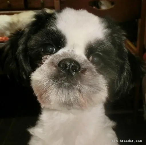 ID：1610-00022の子犬