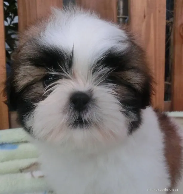 ID：1703-00480の子犬