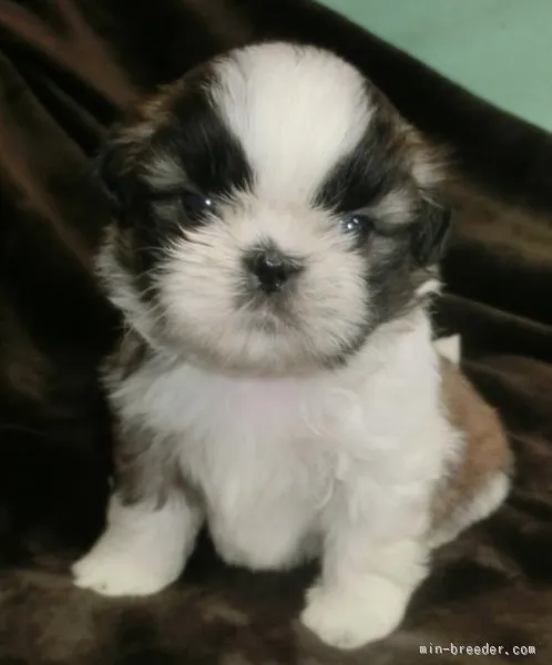 ID：1511-01062の子犬